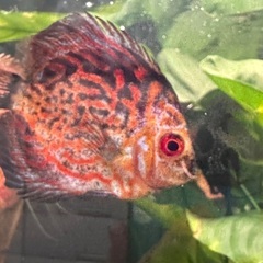熱帯魚ディスカス