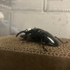 ウエストウッディオオシカクワ　幼虫ペアセット