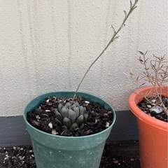 ハオルチア オブツーサ  花が咲きます