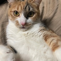 大切に育ててくれる方お願い致します