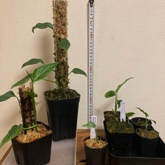 モンステラ　3種7鉢　観葉植物