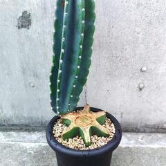 柱サボテン45cm 魅力的な鬼面角！ブランチ