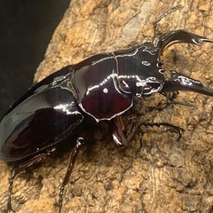 赤レギウスオオツヤクワガタ　オス単品