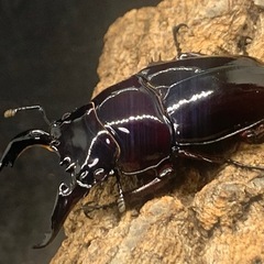 赤レギウスオオツヤクワガタ　オス単品の画像