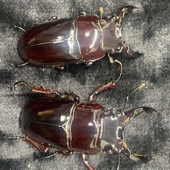 赤レギウスオオツヤクワガタ　オス単品の画像
