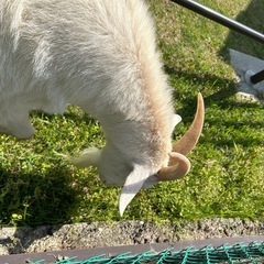 自宅の草むしり