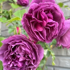 薔薇苗　ミネルバ