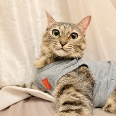 愛情たっぷりの猫、里親募集中！