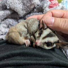 里親募集！フクロモモンガ♀1歳半　