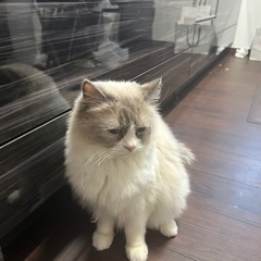 里親募集します