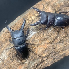 お子様にプレゼント　ヒラタクワガタ　ペア