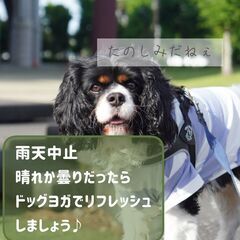 愛犬と楽しむ｢朝のドッグヨガ｣ 6/1 (日)まつばら綾瀬川公園　予約不要　500円の画像