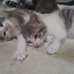 生後1ヵ月の子猫お譲りします