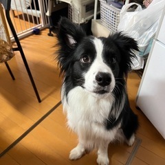 里親募集　ボーダーコリー　男の子