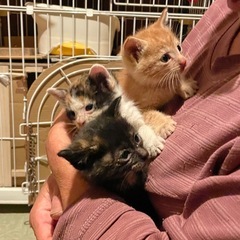わちゃわちゃ子猫たち🩷只今、頑張って成長中🩷