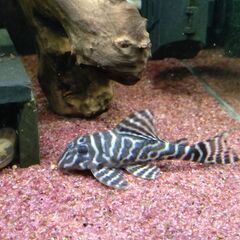 キンペコ　熱帯魚