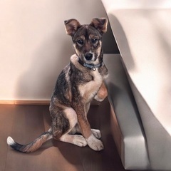 ❤️保健所からの保護犬里親緊急募集