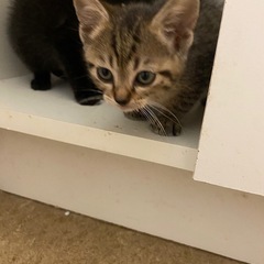 生まれたばかりの生後1.５ヶ月の子猫の里親募集！
