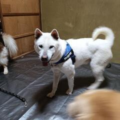 急募　紀州犬