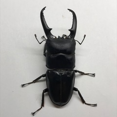 ツシマヒラタ ♂76mmペア