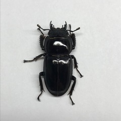 ツシマヒラタ ♂76mmペアの画像