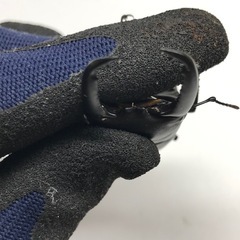 ツシマヒラタ ♂76mmペアの画像