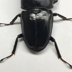 ツシマヒラタ ♂76mmペアの画像