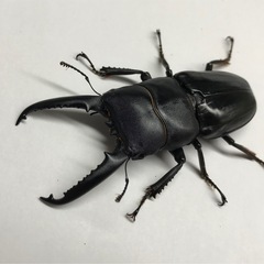 ツシマヒラタ ♂71mmペアの画像