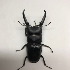 ツシマヒラタ ♂71mmペア