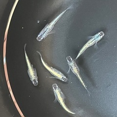 メダカ❗️オベリスク❗️3ペア！