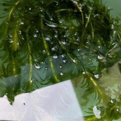 無農薬 水草 アナカリス