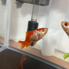 更紗和金　金魚