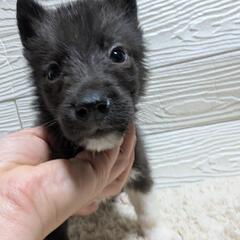 🥰見た目はブルーのシェルティーです💕💕