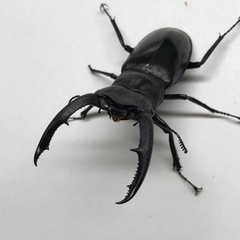 マンディブラリスフタマタ ♂73mm単品の画像
