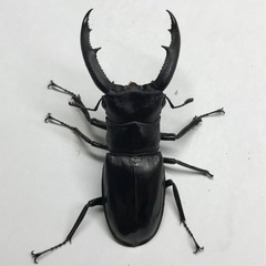 マンディブラリスフタマタ ♂73mm単品