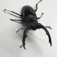 マンディブラリスフタマタ ♂73mm単品の画像
