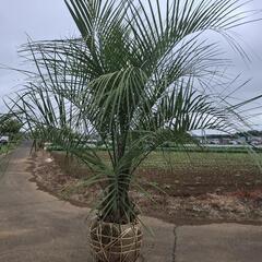 ココスヤシ ――蘇鉄 ヤシ アガベ ソテツ――