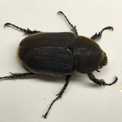 DHヘラクレス メス単品の画像