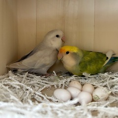 コザクラインコ　雛