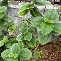 バラなど植木を差し上げます。の画像