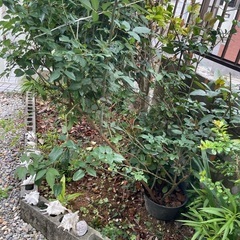 バラなど植木を差し上げます。