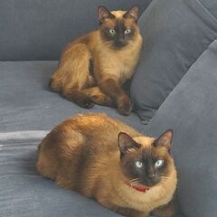 サッミ　と　サシャ
