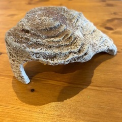 　GEX　カメ元気　カメの島 M-1