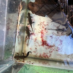 アカハライモリ
