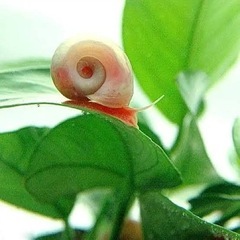 レッドラムズホーン（水槽の中お掃除してくれるオレンジの貝🐚）