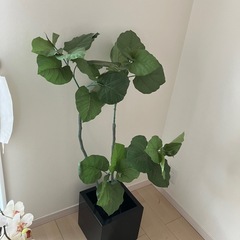 造花　観葉植物　ウンベラータ