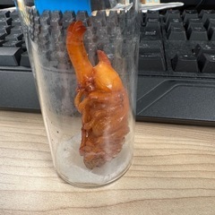 道産カブトムシ　サナギ