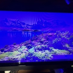 TOSHIBA 32V31 