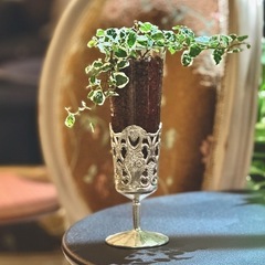 観葉植物　フィカス・プミラ　おしゃれなシャンパングラス付き
