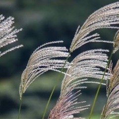 ススキに似た植物ください！